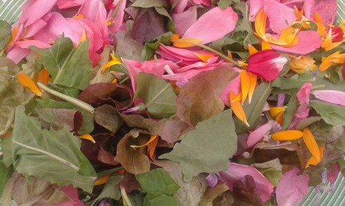 Obradoiro de herbas ventureiras en Bueu con Horta Agrelo.