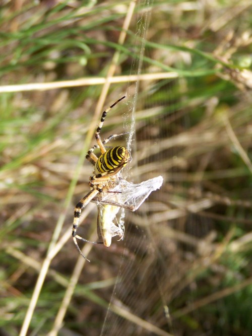 Araña tigre.