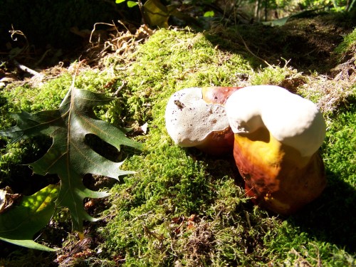 Fungos no monte de Salcedo.