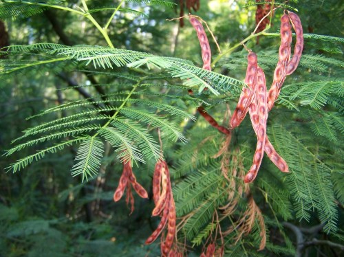 Mimosa no monte de Salcedo.