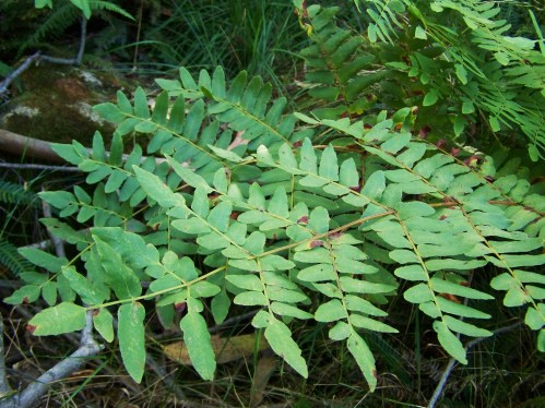 Fento real a carón da fonte da Prata.