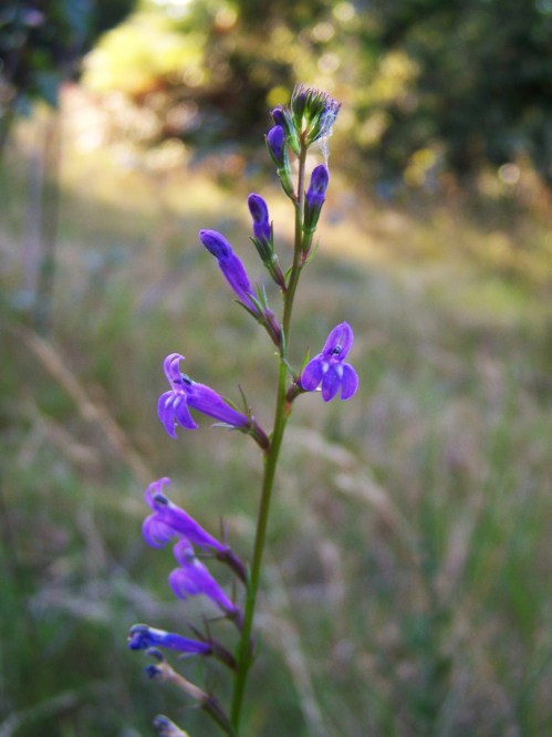 Entre Salcedo e Lourizán.