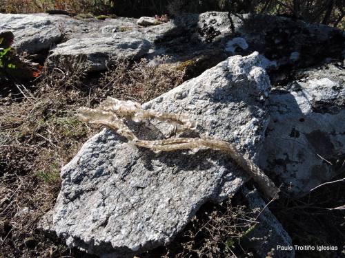 Camisa de serpe (foto, Paulo Troitiño).