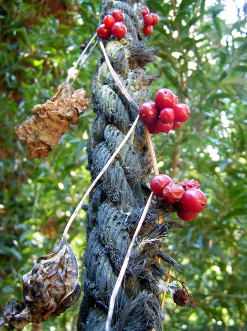 Detalle do sendeiro perimetral de Tambo.