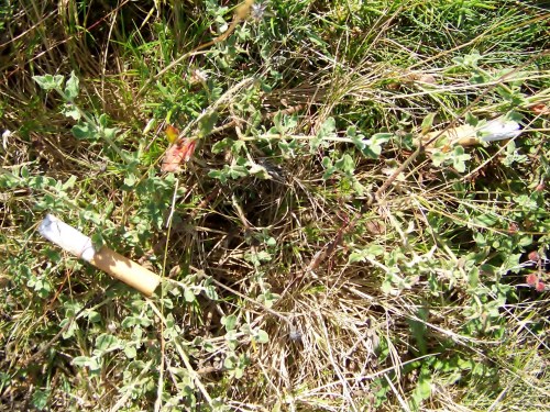 Cabichas tiradas no Monte Pituco. Perigo de incendio!