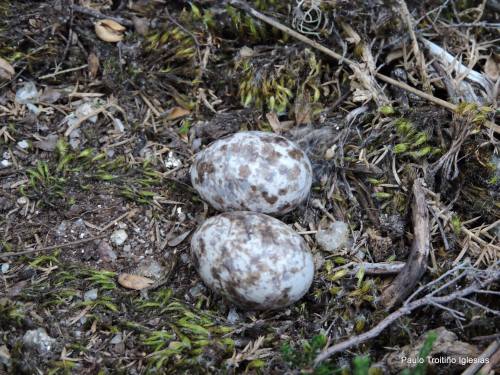 Ovos de avenoiteira cincenta, no Monte PItuco (Foto: Paulo Troitiño).