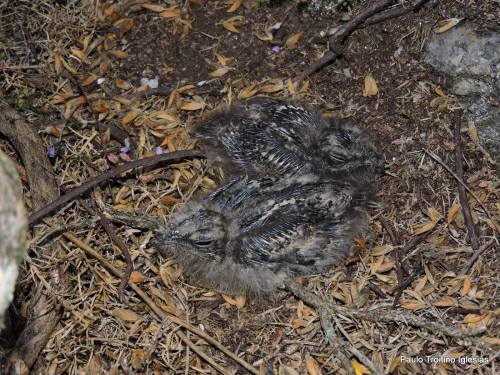Crías de chotacabras no Monte Pituco (Foto, Paulo Troitiño).