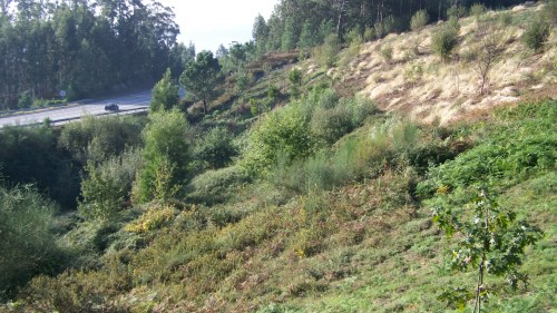 Diferenza entre a zona desbrozada e a parte sen desbrozar.