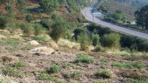 Diferenza entre a zona desbrozada e a parte sen desbrozar.