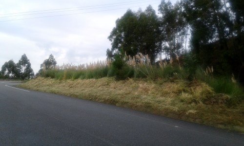 Plumeiro na estrada de San Xulián, a carón do enlace coa Variante.