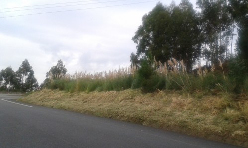 Cunetas desbrozadas entre A Bouza e A Pena.