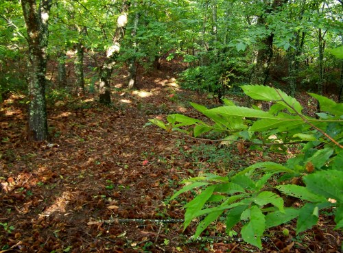 Andaina pola Serra da Fracha contra a A-57.
