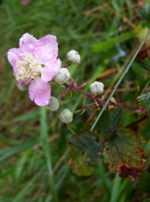 Andaina pola Serra da Fracha contra a A-57.