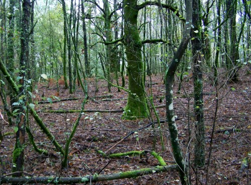 Andaina pola Serra da Fracha contra a A-57.