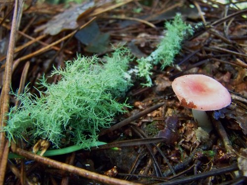 Andaina pola Serra da Fracha contra a A-57.