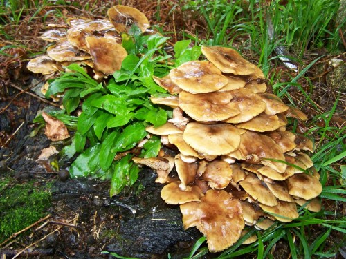 Ruta polos montes de Cela e Ardán.