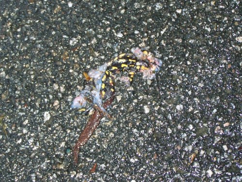 Ruta polos montes de Cela e Ardán.