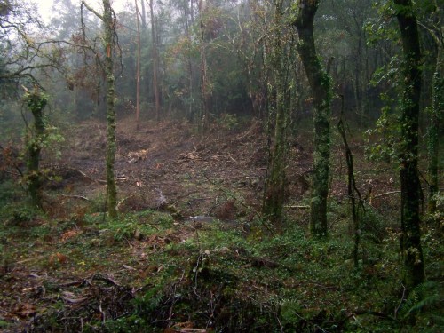 Ruta polos montes de Cela e Ardán.