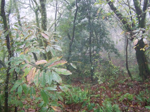 Ruta polos montes de Cela e Ardán.