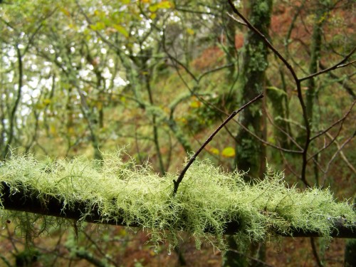 Ruta polos montes de Cela e Ardán.