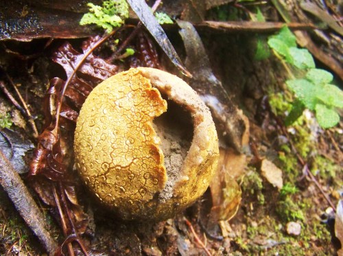 Ruta polos montes de Cela e Ardán.