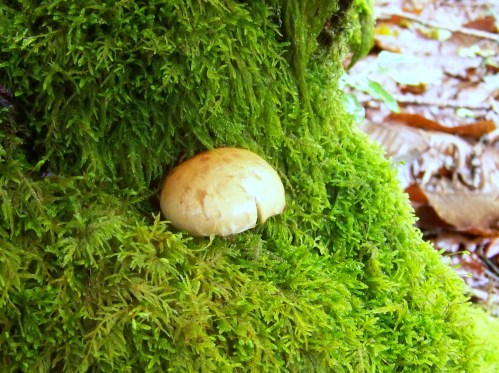 Ruta polos montes de Cela e Ardán.
