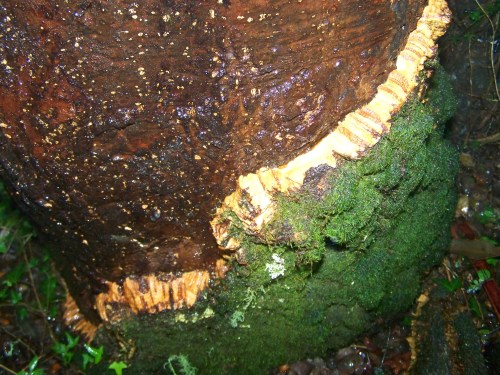 Ruta polos montes de Cela e Ardán.