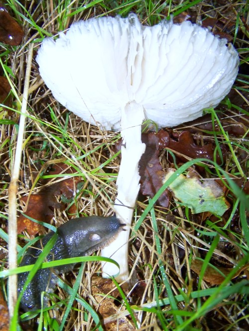 Ruta polos montes de Cela e Ardán.