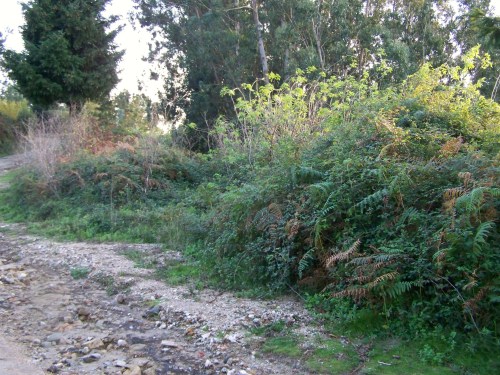 Lamentable estado da pista forestal do Pituco.
