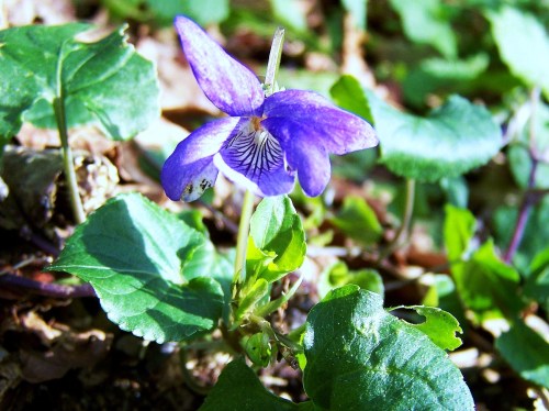 25-N no Monte Pituco.