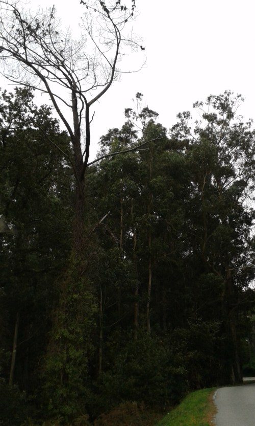 Pino seco a carón da estrada de Figueirido, no Caeiro.