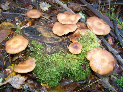 Ruta por Pastoriza coa Plataforma Montes do Morrazo.