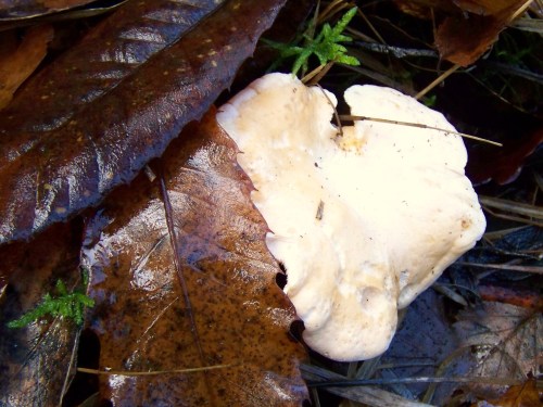 Ruta por Pastoriza coa Plataforma Montes do Morrazo.