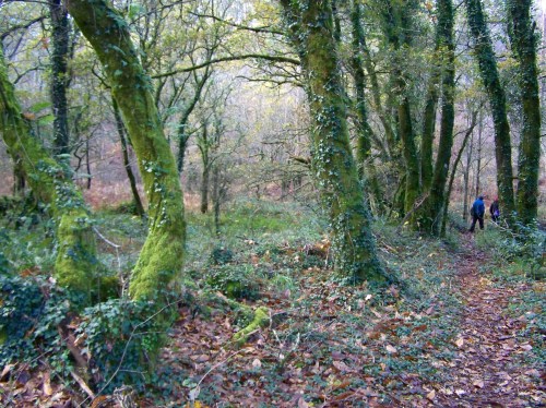 Ruta por Pastoriza coa Plataforma Montes do Morrazo.