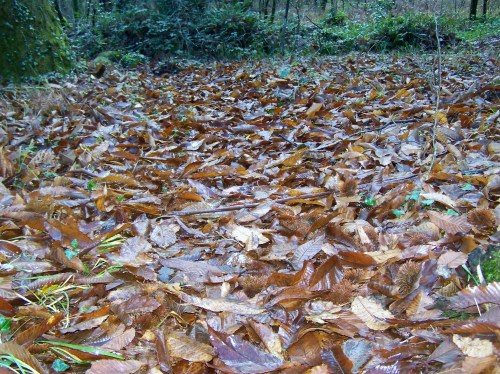 Ruta por Pastoriza coa Plataforma Montes do Morrazo.