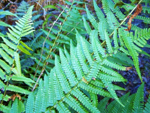 Ruta por Pastoriza coa Plataforma Montes do Morrazo.