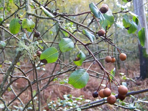 Ruta por Pastoriza coa Plataforma Montes do Morrazo.