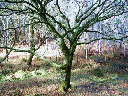 Ruta por Pastoriza coa Plataforma Montes do Morrazo.