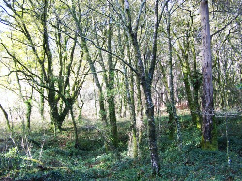 Ruta por Pastoriza coa Plataforma Montes do Morrazo.