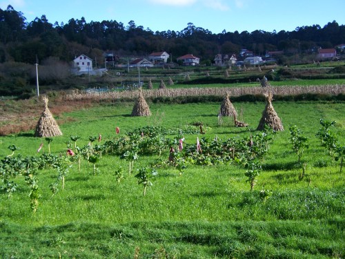 Ruta por Pastoriza coa Plataforma Montes do Morrazo.