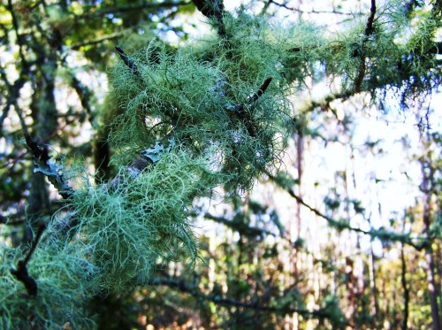 Ruta por Pastoriza coa Plataforma Montes do Morrazo.