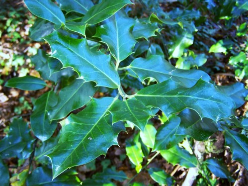 Ruta por Pastoriza coa Plataforma Montes do Morrazo.