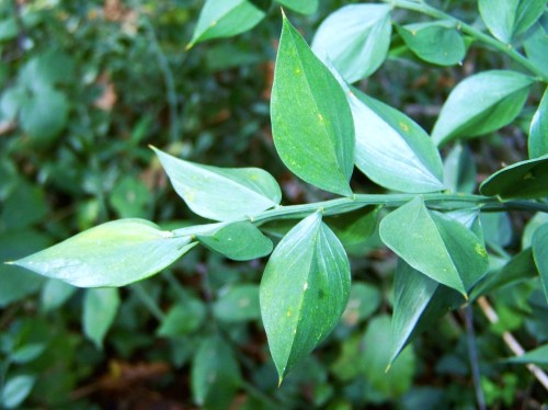 Ruta por Pastoriza coa Plataforma Montes do Morrazo.