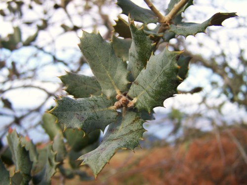 Ruta por Pastoriza coa Plataforma Montes do Morrazo.