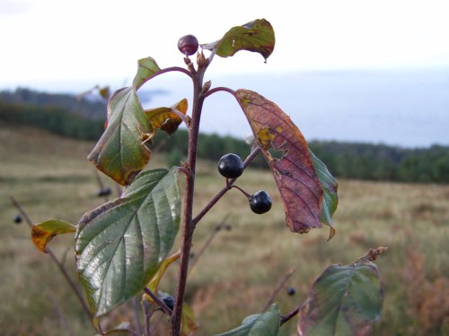Ruta por Pastoriza coa Plataforma Montes do Morrazo.