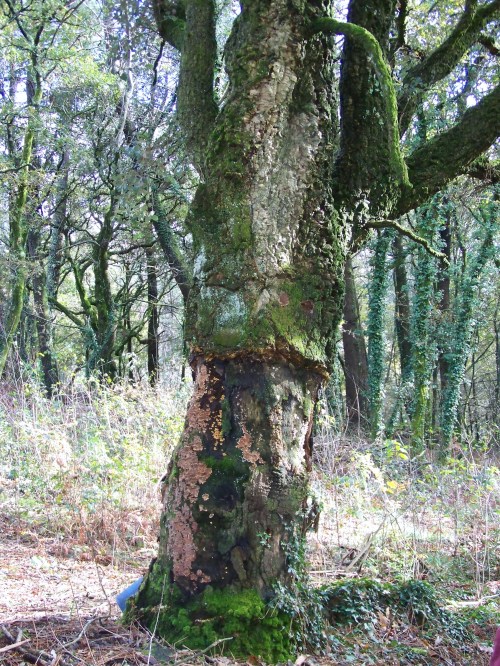 Ruta por Pastoriza coa Plataforma Montes do Morrazo.