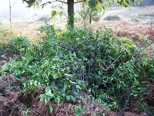 Verquidos vexetais na pista do Pituco.