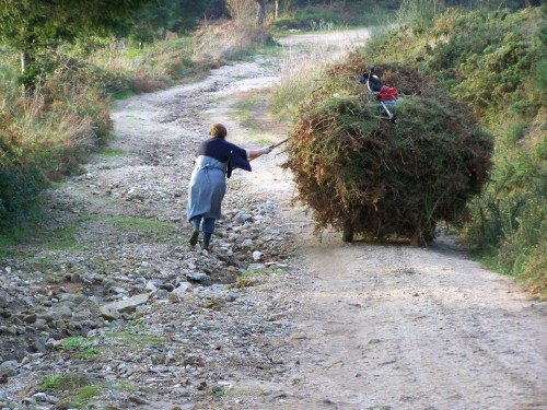 Pista forestal do Pituco