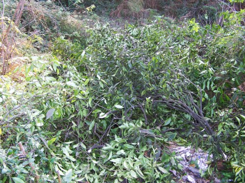 Verquidos vexetais na pista do Pituco.