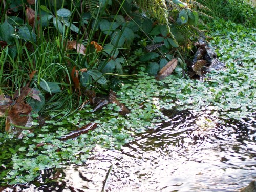 Andaina por Castiñeiras con Plataforma Montes do Morrazo.